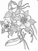 Columbine Coloring Pages Flowers Flower Printable Recommended Template sketch template