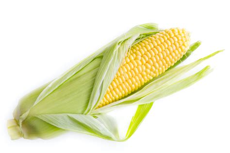 yellow corn  stock photo