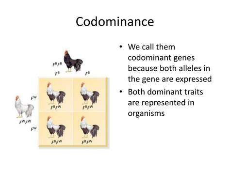 Ppt Codominance And Incomplete Dominance Powerpoint Presentation