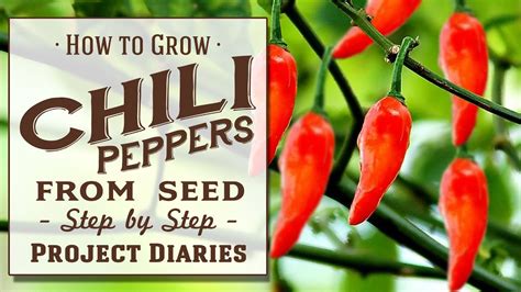 grow chili peppers  seed  complete step  step guide