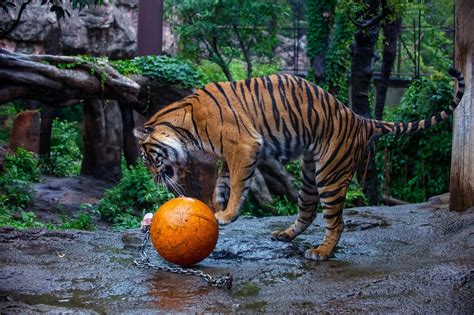 tiger ball zoo wallpaper hd animals  wallpapers images