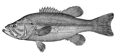 Best Sea Bass Illustrations Royalty Free Vector Graphics