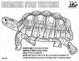 Tortoise Gopher sketch template