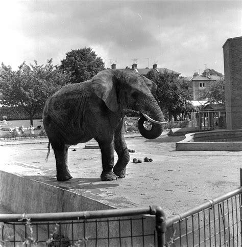 ggada   zoo bristol wendy elephant kwmc