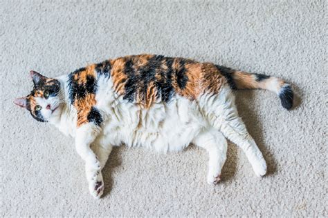 5 Overweight Cat Health Risks Catster