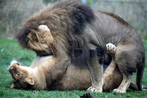 pin von claudia alejandra auf leones pinterest löwin tier und tierbilder