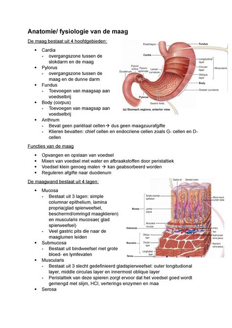 anatomie fysiologie van de maag final anatomie fysiologie van de maag de maag bestaat uit