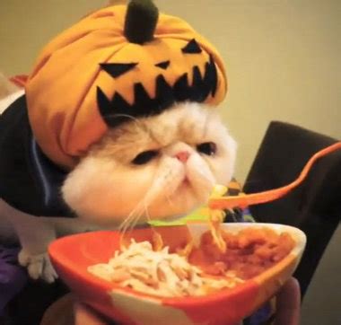 viral video cat dressed   pumpkin  fed pumpkin chicken lehighvalleylivecom