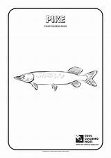 Coloring Pike Pages Cool Fishes Print Animals sketch template