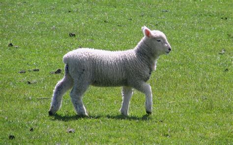 filedunedin lamb spring jpg