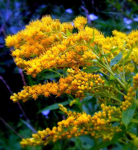 yellow weed goldenrod flower  jocelyner  deviantart
