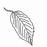 Blatt Baum Malvorlage Ausmalbild Blätter Fensterbilder Ginko sketch template