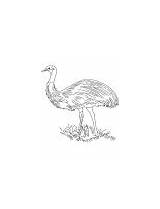 Coloring Flightless Bird Feathered Emu Soft sketch template