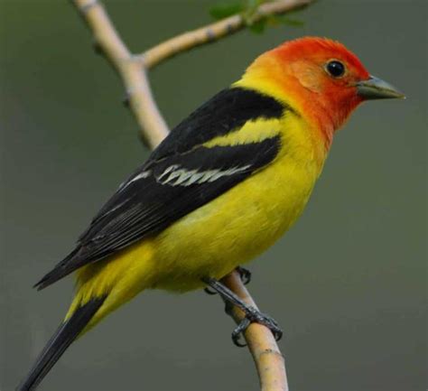 western tanager  flew birding tours
