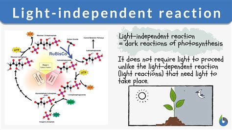 definition  light dependent reaction