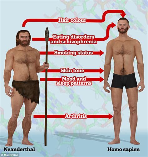 Humans Have Twice As Much Neanderthal Dna As First Thought