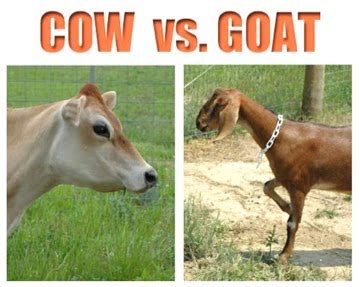 cows  goats  pros  cons    ways  survive