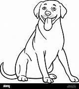 Labrador Retriever Ausmalen Dibujar Alamy Shutterstock sketch template