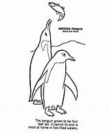 Coloring Pages Penguin Animals Antarctica Antarctic Wild Animal Antartic Penguins Colouring Printable Kids Own Activity Create Fish Sheet Print Popular sketch template