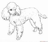 Poodle Poodles Supercoloring Markings sketch template