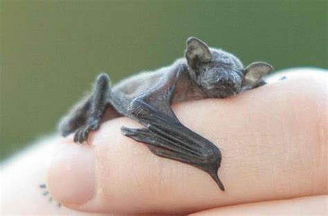 finger bat he is very tired you drive me batty