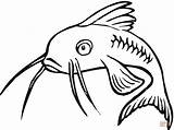 Catfish Drawings Coloring Clipart Pages Clip Printable Gif sketch template