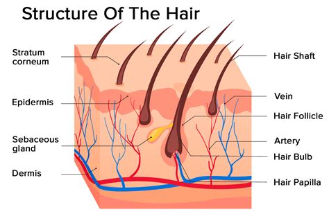 ijms  full text hormonal effects  hair follicles