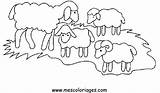 Sheep Animals Coloring Coloriage Mouton Kb sketch template