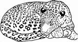 Cheetah Coloringbay sketch template