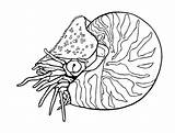 Mollusks Nautilus Clam Imprimable sketch template
