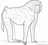Baboon Coloring Olive Pages Coloringpages101 Kids Printable Baboons 752px 05kb sketch template