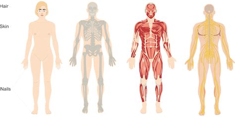 anatomy human outline royalty  vector graphic pixabay
