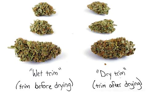 complete guide  trimming cannabis grow weed easy