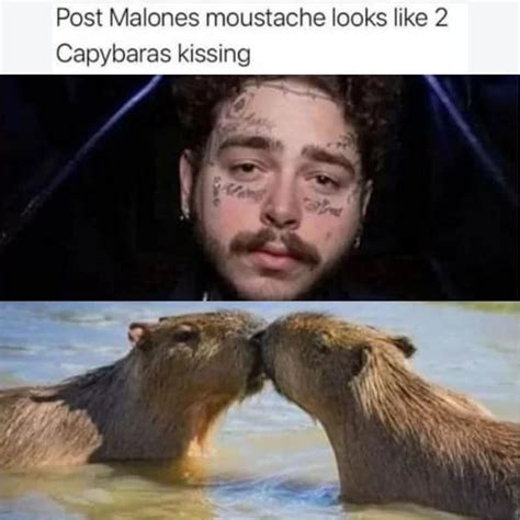 post malones moustache    capybaras kissing funny