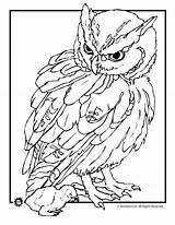 Coloring Realistic Pages Owl Animal Animals Outlines Baby Drawing Jr Owls Colouring Printables Color Cute Printable Kids Drawings Animaljr Adult sketch template