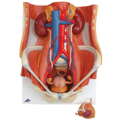 3b scientific k32 urinary system model of the male and female 6 part