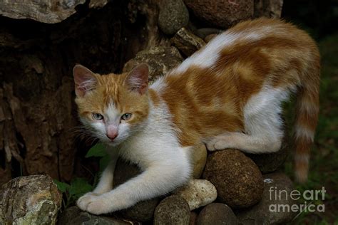 family cat photograph  morris keyonzo fine art america