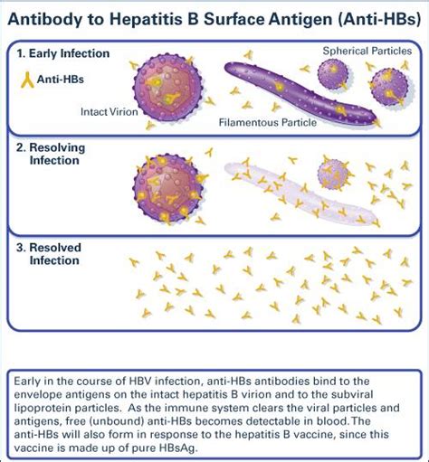 antibody  hepatitis  surface antigen medical laboratories