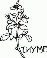 Thyme Clipart Coloring Pages sketch template