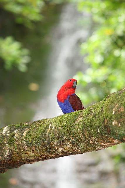 parrot waterfall eclectus  photo  pixabay