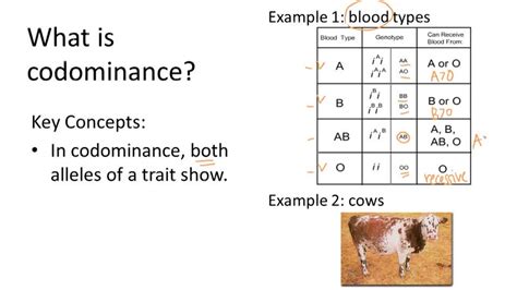 non mendelian inheritance ck 12 foundation