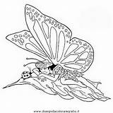 Disegno Butterfly Colouring sketch template