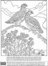 Coloring State Pheasant Dakota South Necked Ring Bird sketch template