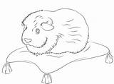 Guinea Pig Meerschweinchen Disegno Porcellino Ausmalbild Ausmalen Cuy Colorear sketch template