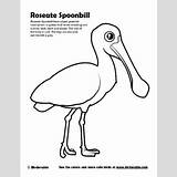 Spoonbill Roseate Coloring Clipart Pages Color Designlooter Birdorable 400px 83kb Sample sketch template