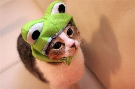 Cat Cute Frog Green Hat Image 193290 On