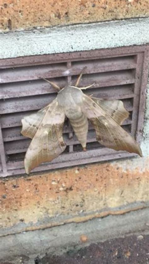 sex obsessed giant moths who live only to mate are being spotted across