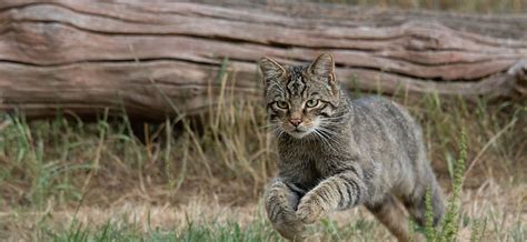 wildcat appeal peoples trust  endangered species