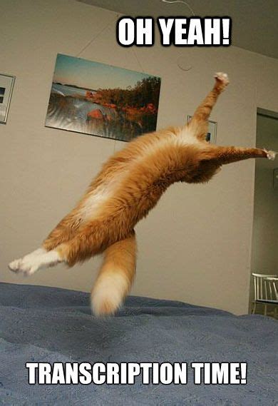 Oh Yeah Super Cat Is Jumping For Joy Cats Crazy Cats