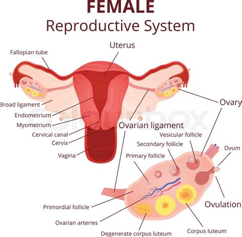 Female Reproductive Anatomy Diagram